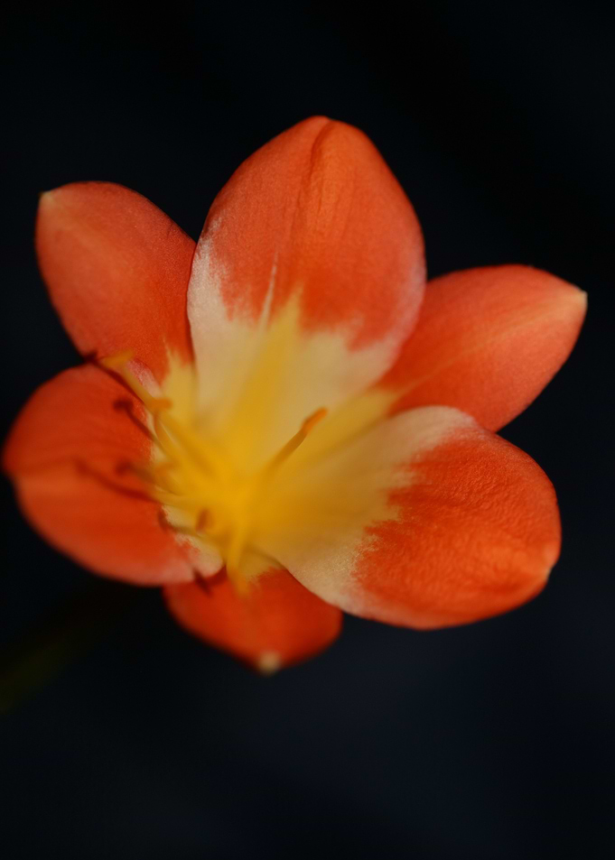 Orange clivia flower macro