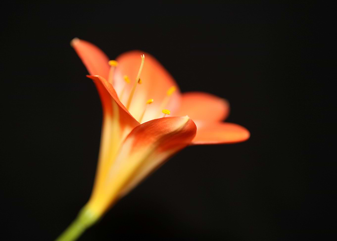 Orange clivia flower macro