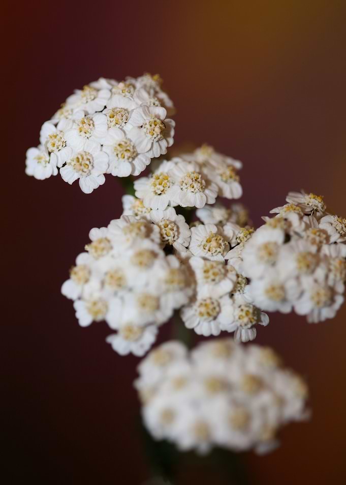 White flower blossom macro