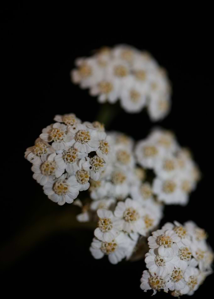 White flower blossom macro
