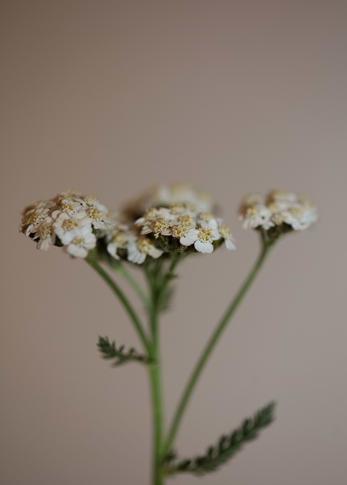 White flower blossom macro