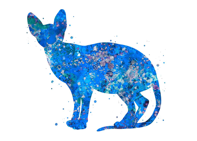 Sphynx cat blue