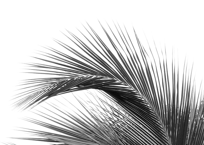 Minimal Palm Leaf Dream 2