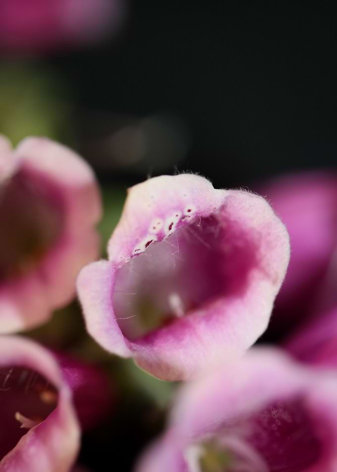 Purple flower blossoming