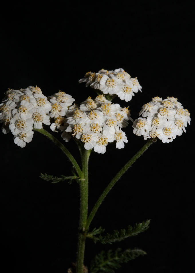 White flower blossom macro