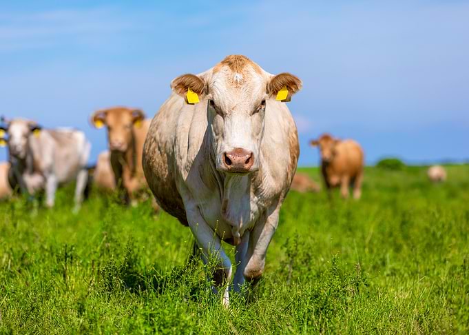 White cow
