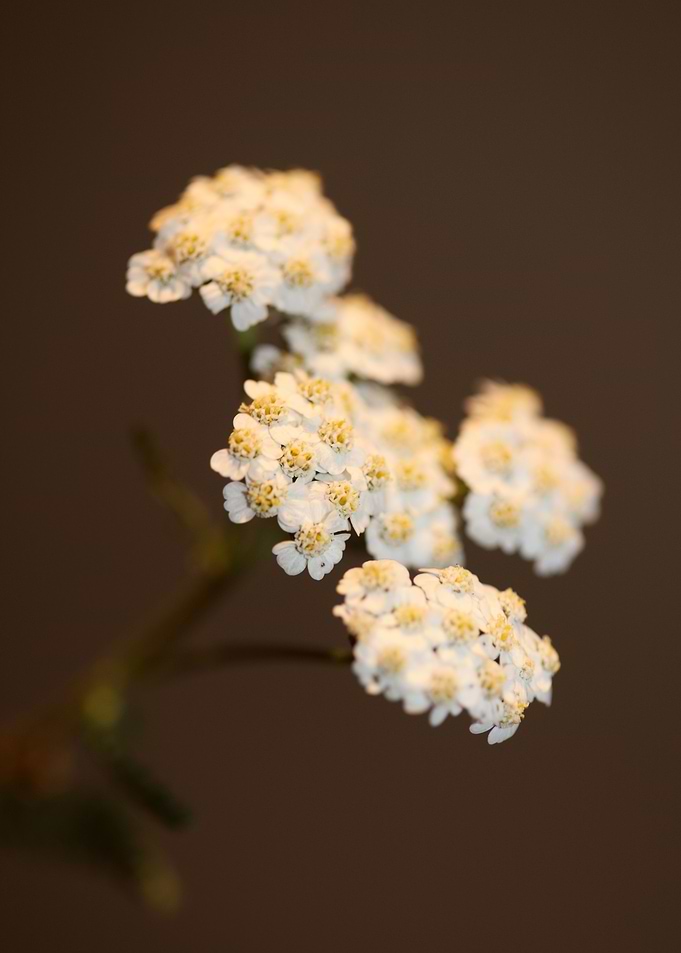 White flower blossom macro