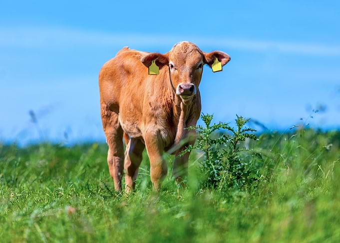 Brown calf