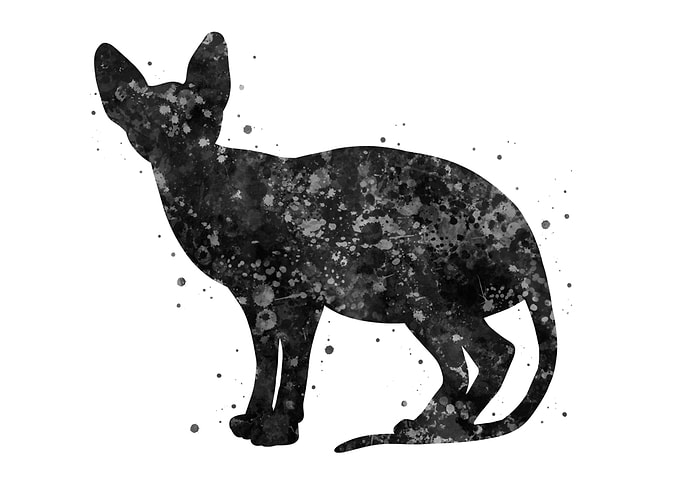 Cat Sphynx