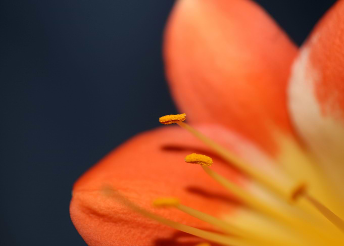 Orange clivia flower macro