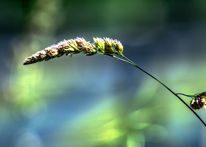 Enjoy nature Growth