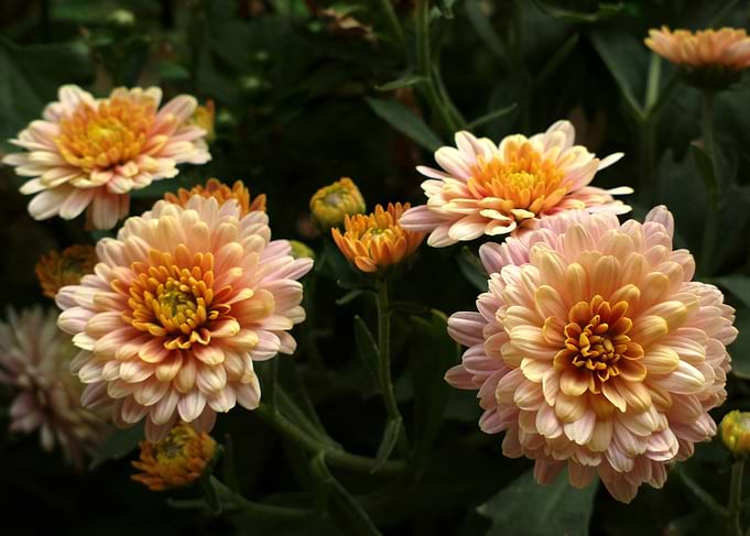Bunch Of Flowers