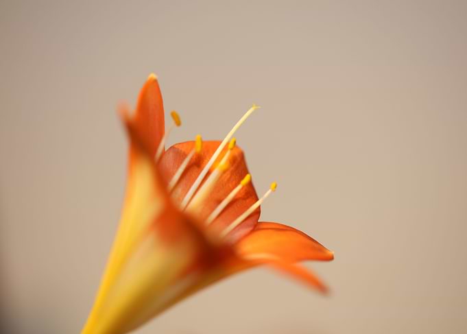 Orange clivia flower macro