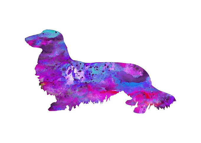 Dachshund