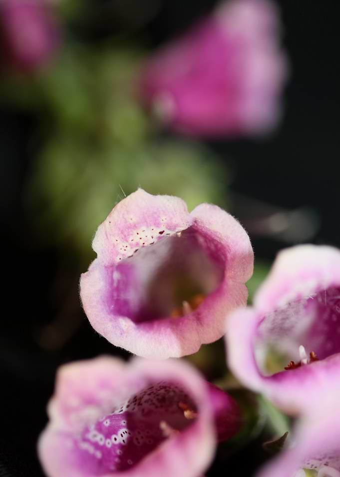 Purple flowering close up