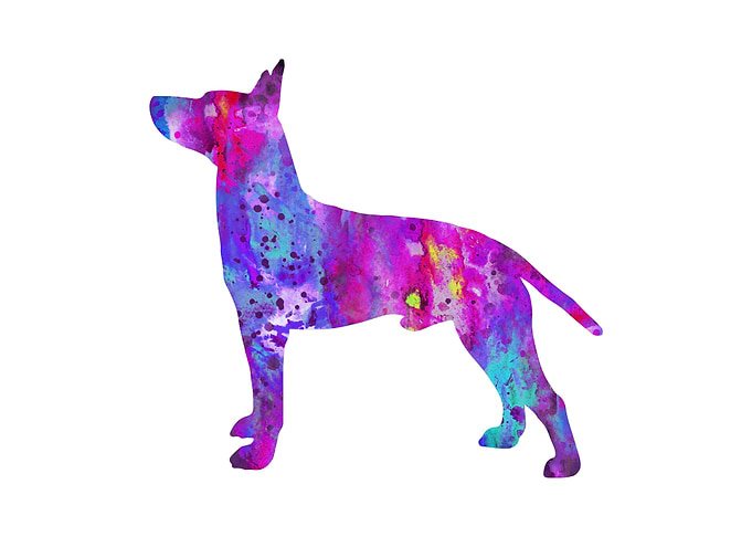 Toy Manchester Terrier