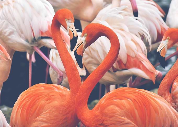 Flamingo Birds Animals