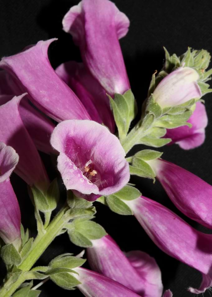 Purple flowering close up