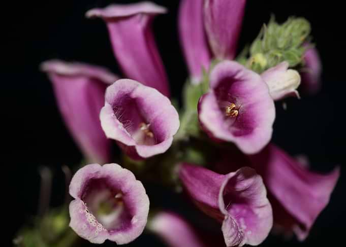 Purple flowering close up