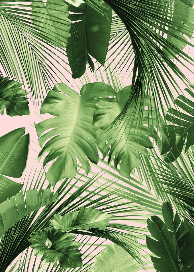Jungle Day Leaves Siesta 2