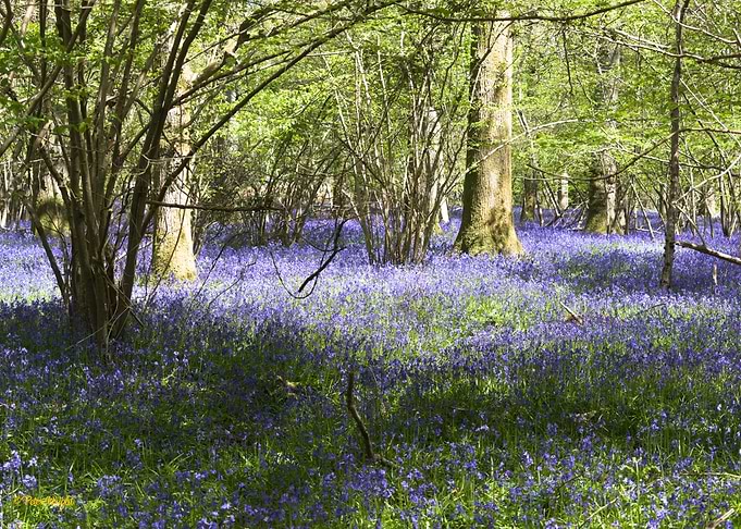 Bluebell Woods in Bloom