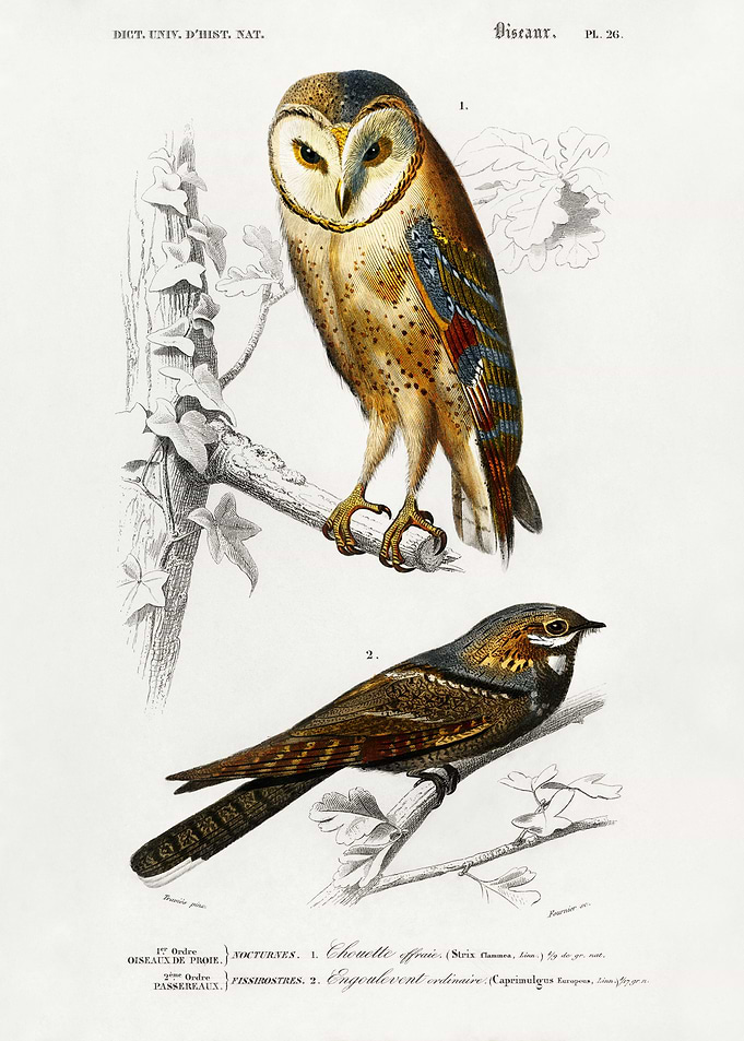 Strix and Caprimulgus
