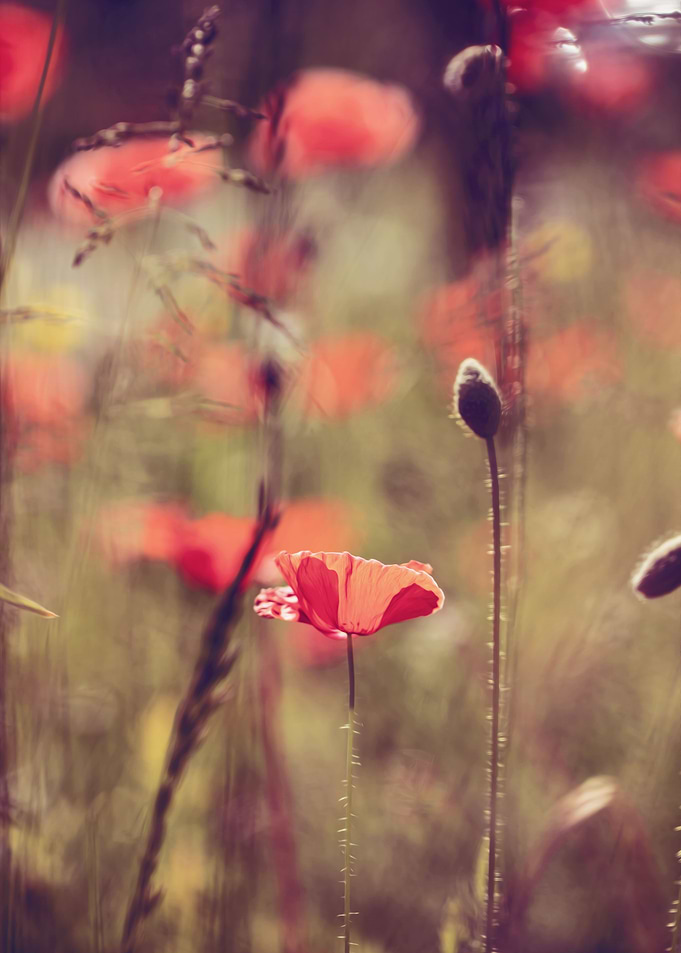 Red field poppies, macro