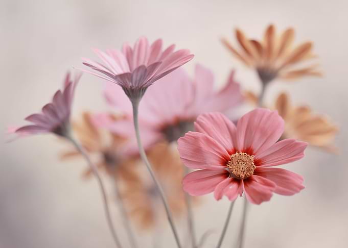 Floral composition