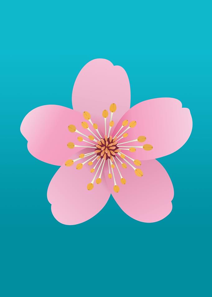 A blossom of a cherry tree