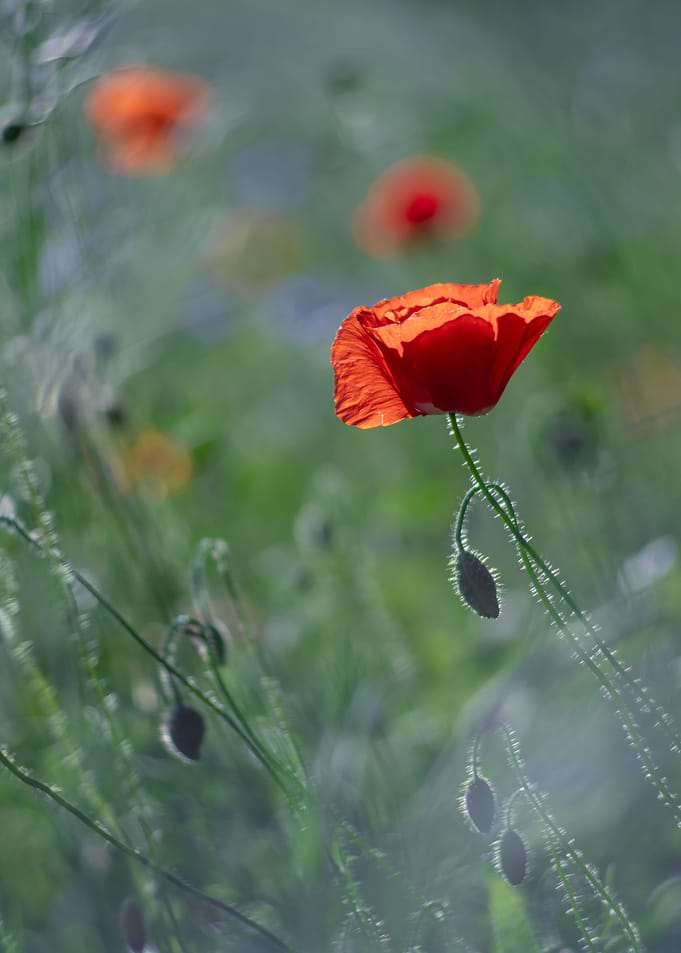 Red field poppies in glade