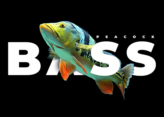 Peacock Bass Fish Keeper