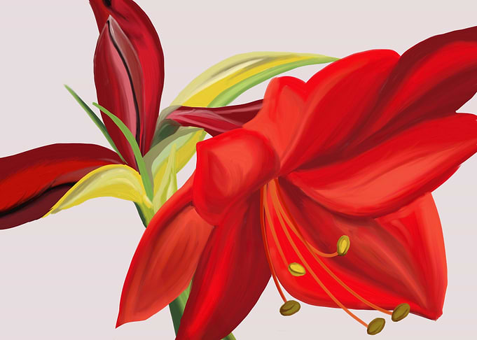 Amaryllis