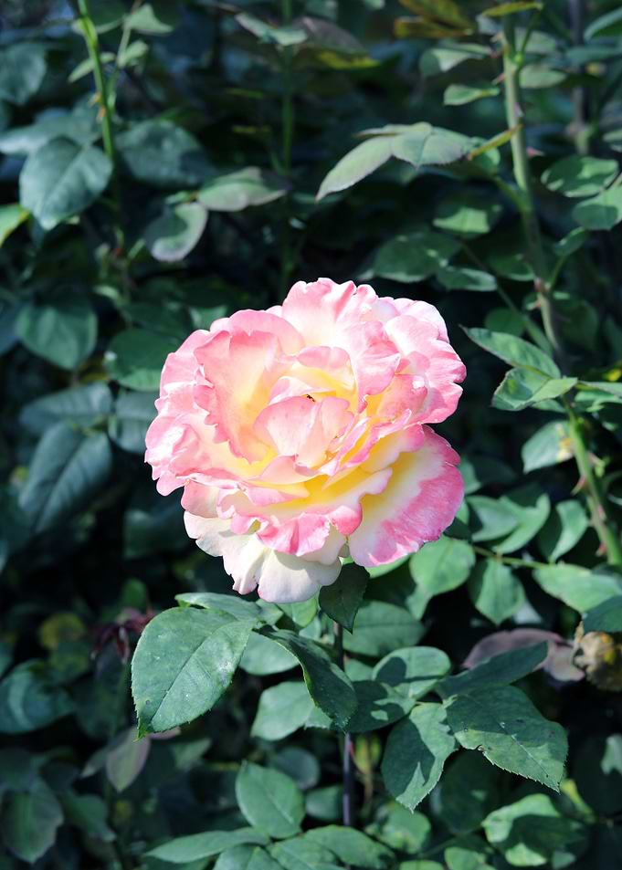 Rose 12