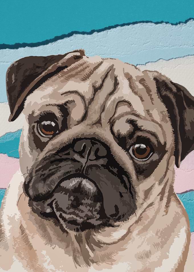 Pug Dog