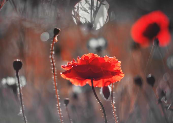 Red poppy flowers, macro