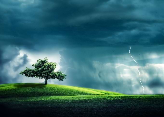 Tree Alone