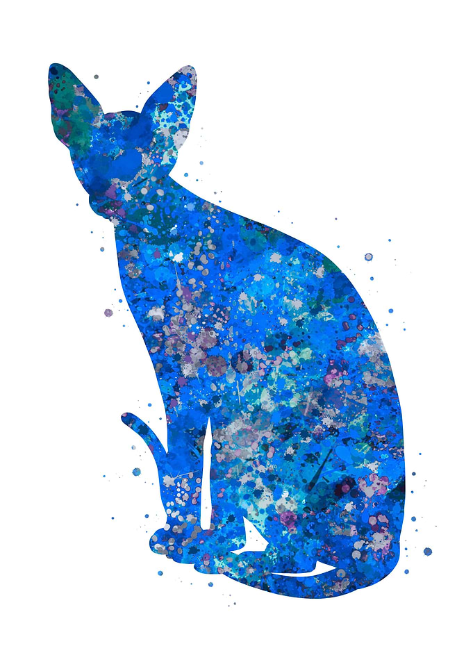 Cat Sphynx blue art