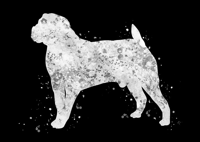Boerboel dog