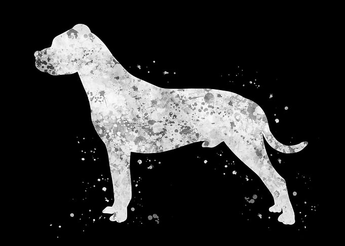 Dogo argentino dog