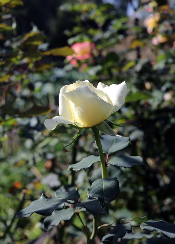 Rose 14