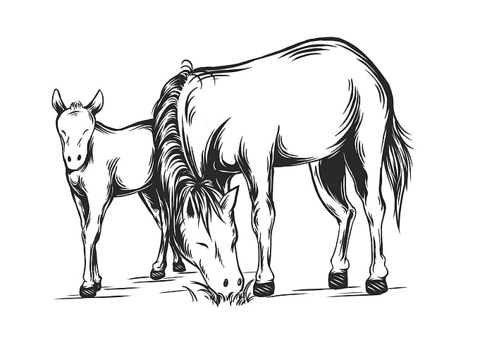 horse and cub
