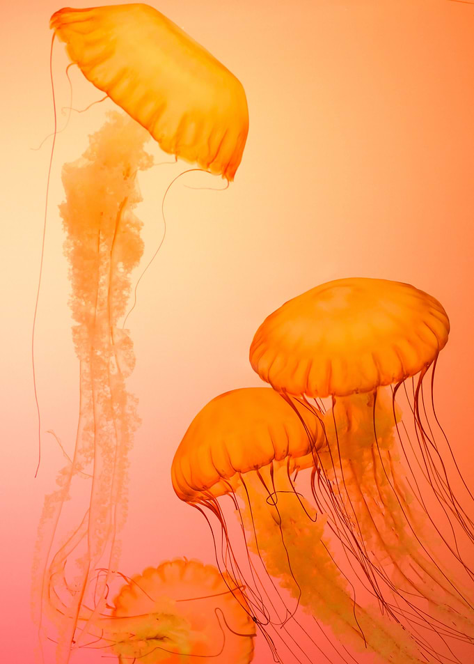 Jelly Fish