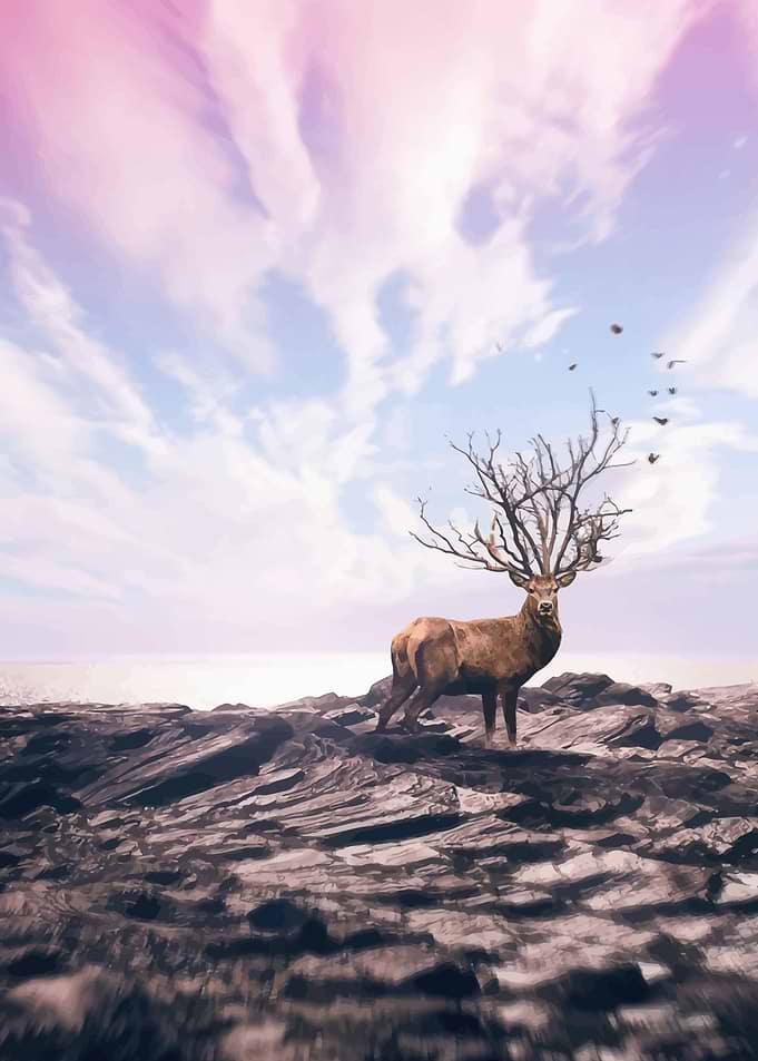 Deer 3