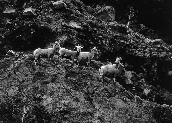 goats