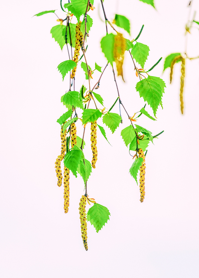 Springtime Birch