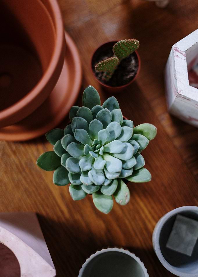Succulent with pots