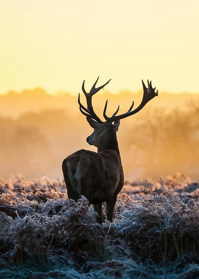Deer 5