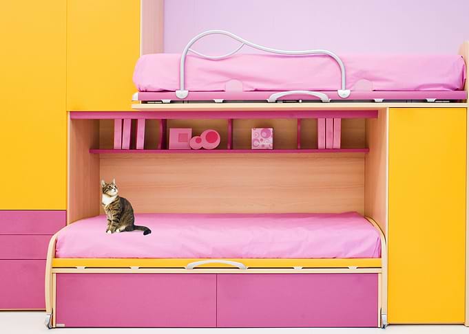 the cat on the bed