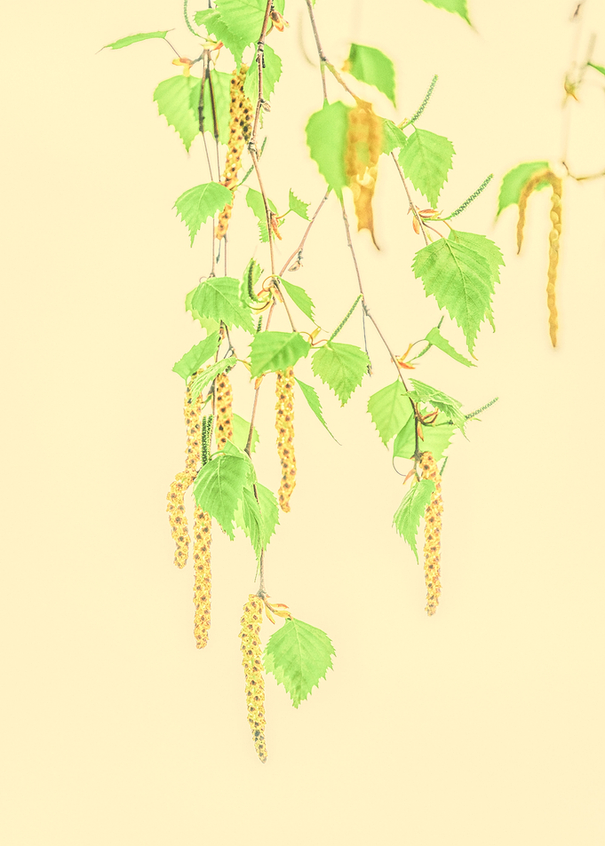 Birch Tree Spring