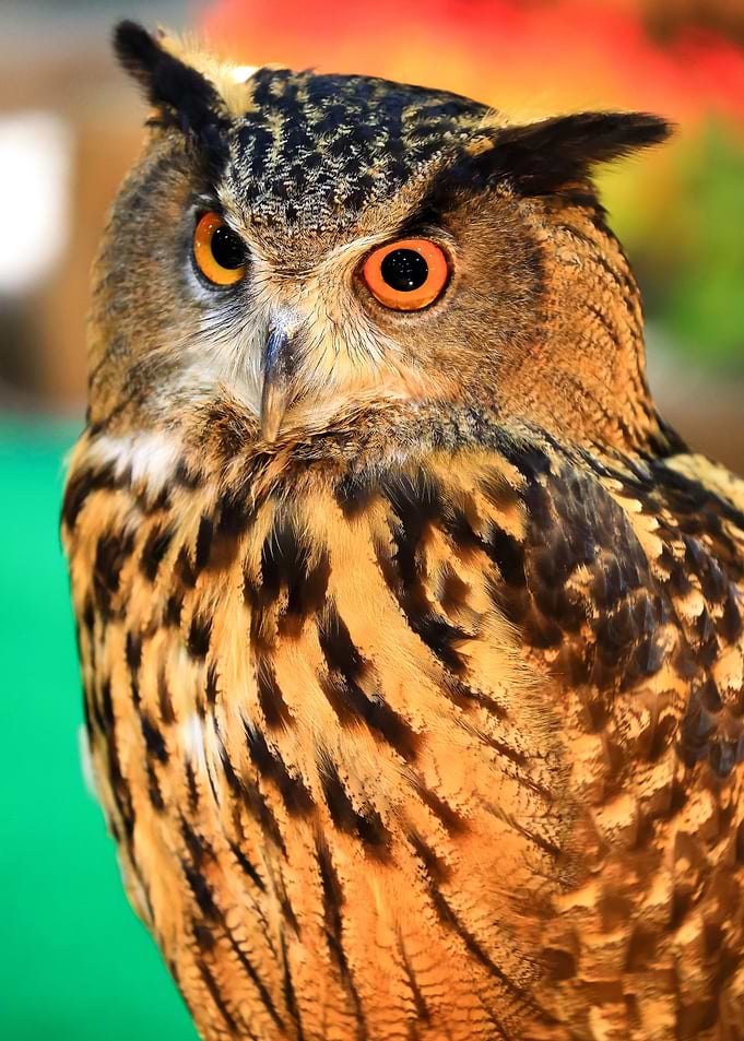 Owl Poster